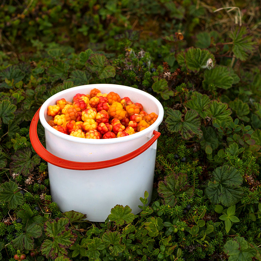 Cloudberries Image And Text 840X840